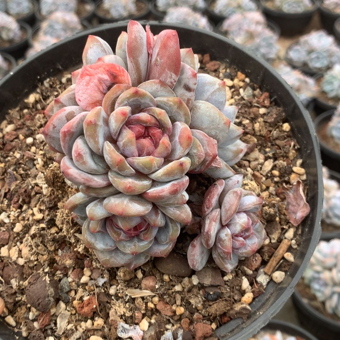 无花朵哈哈哈哈哈哈哈哈7