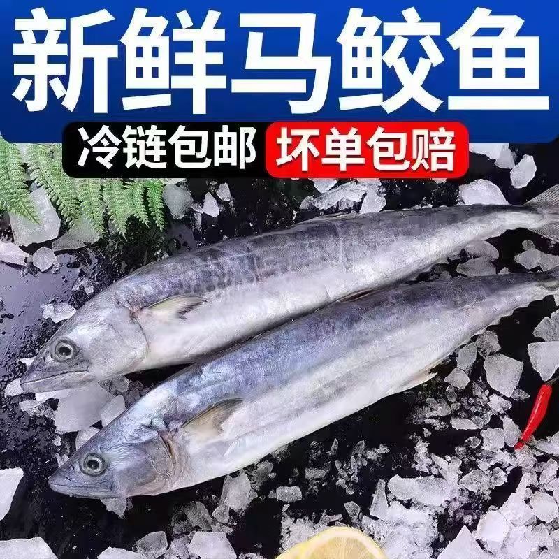 正宗燕鲅鱼 新鲜马鲛鱼 鲜活速冻大鲅鱼 野生海鲜