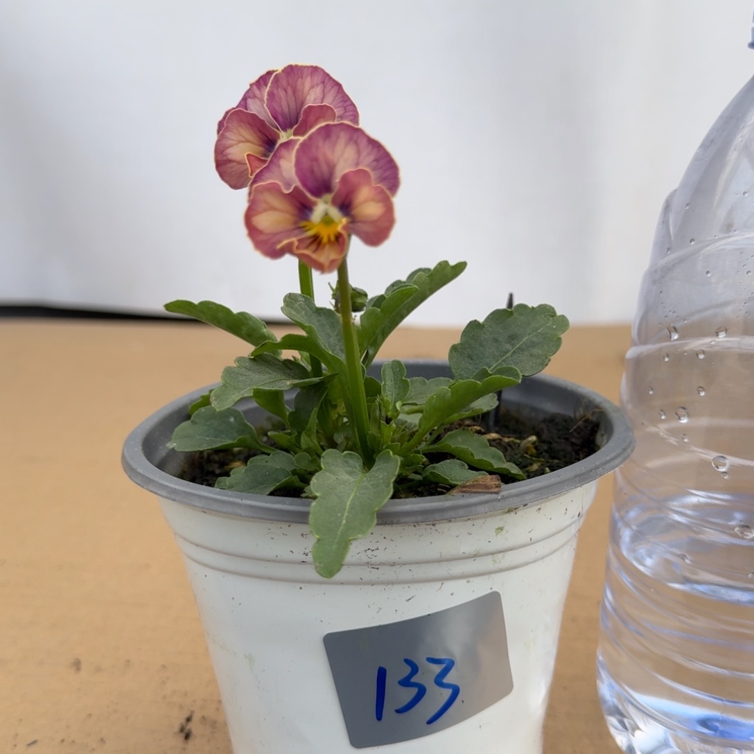 当前无花朵，栽培后可花朵133号