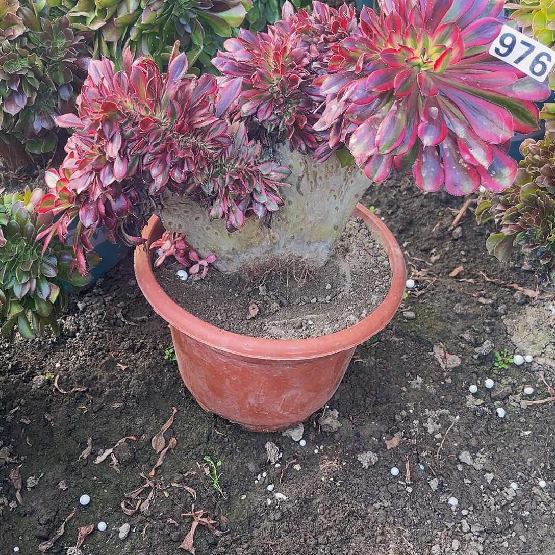 法师法师15-3包邮法师