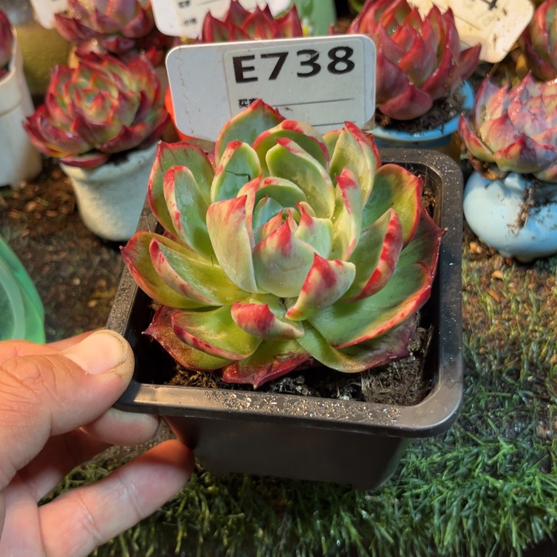 惊鸿一瞥738号多肉