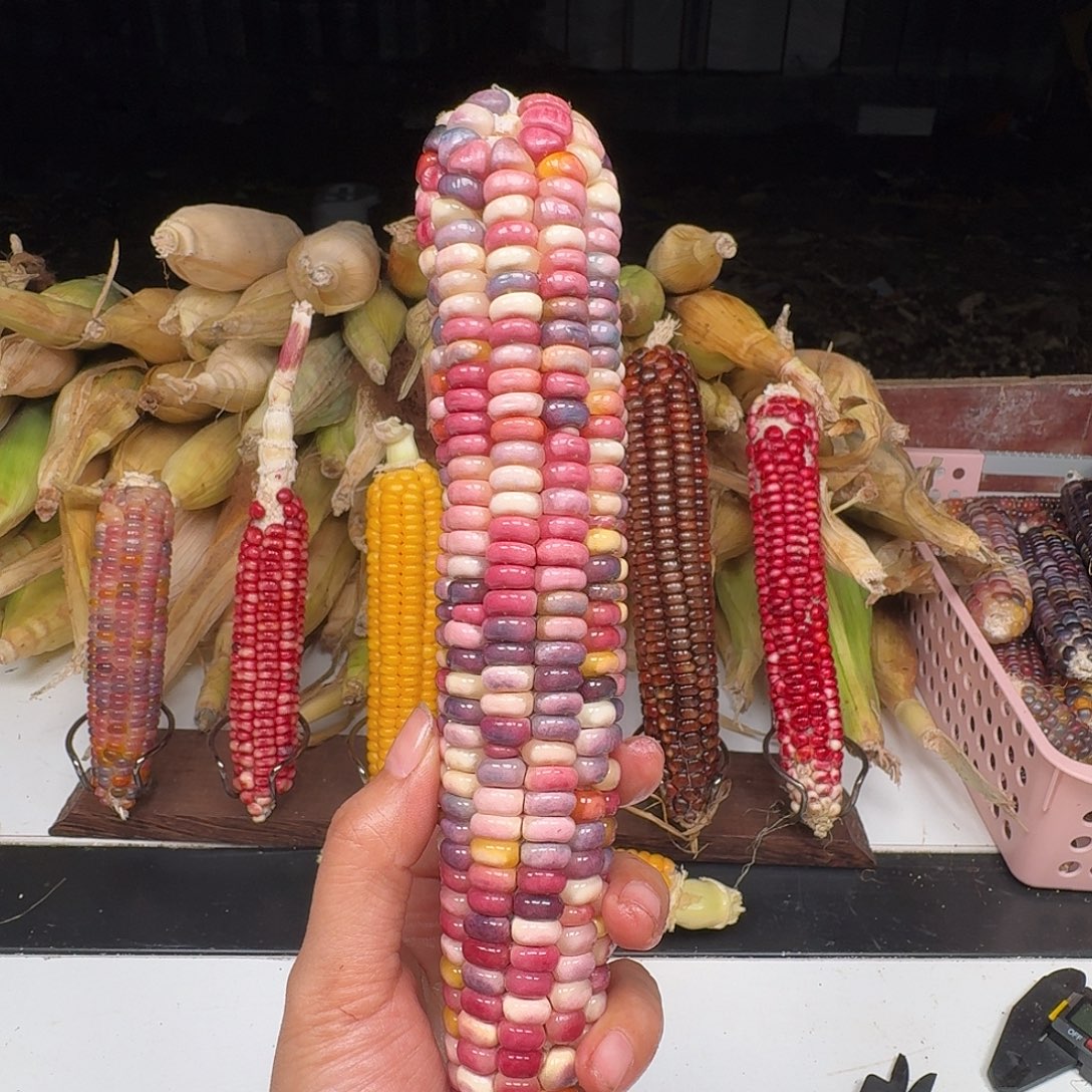 三***半吊坠柏香籽/百香籽