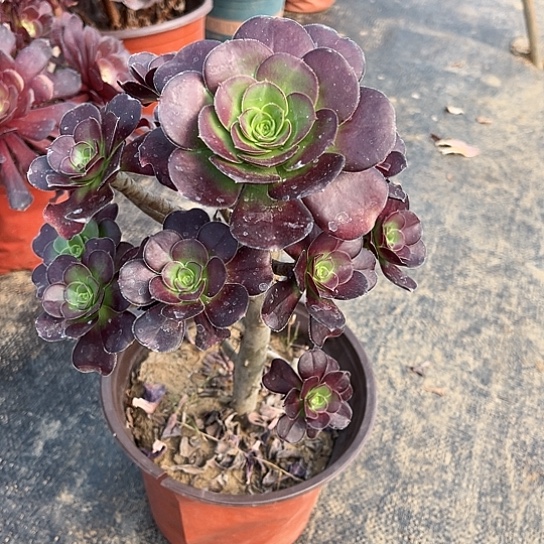 多肉植物黑豆法师50