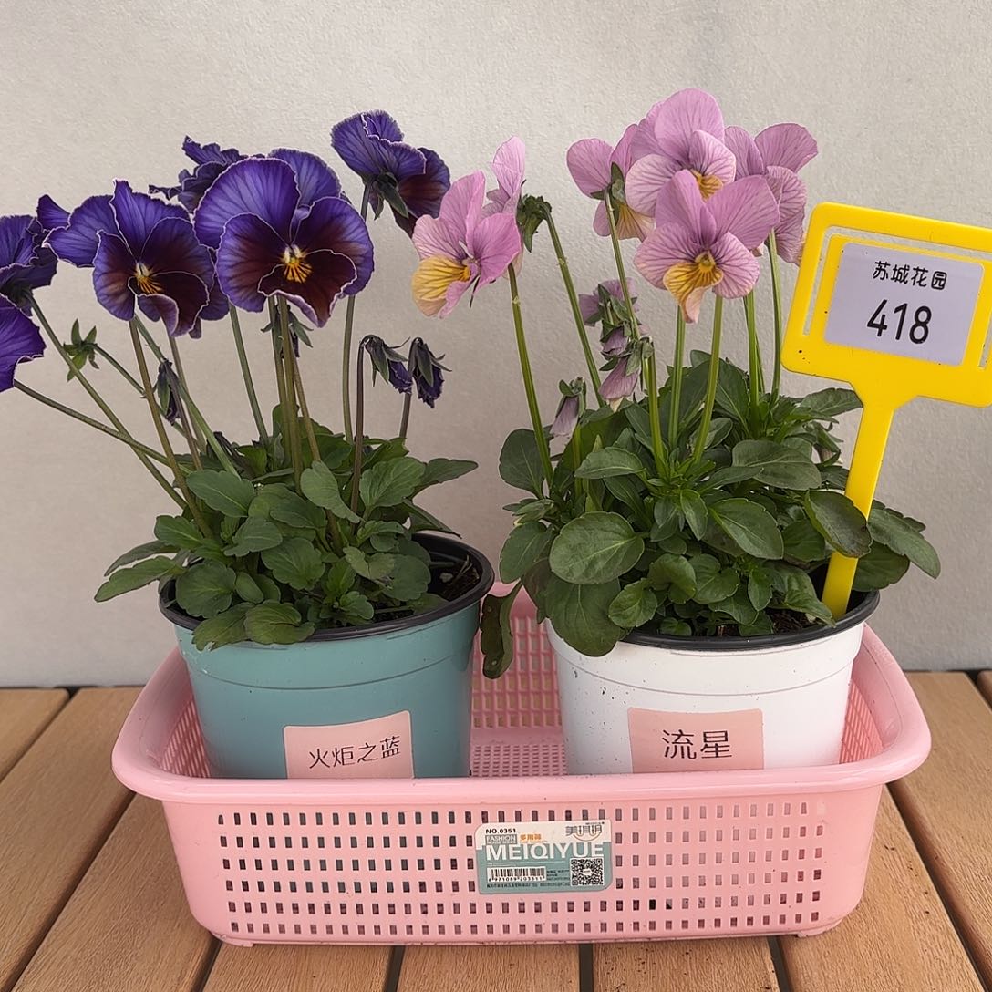 大部分开放少量花苞418