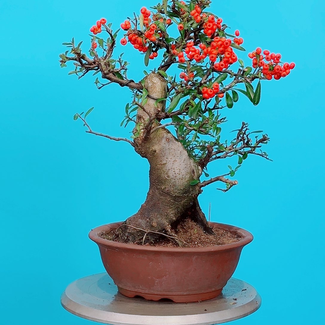 砖***头无花朵火棘吉祥果大盆栽