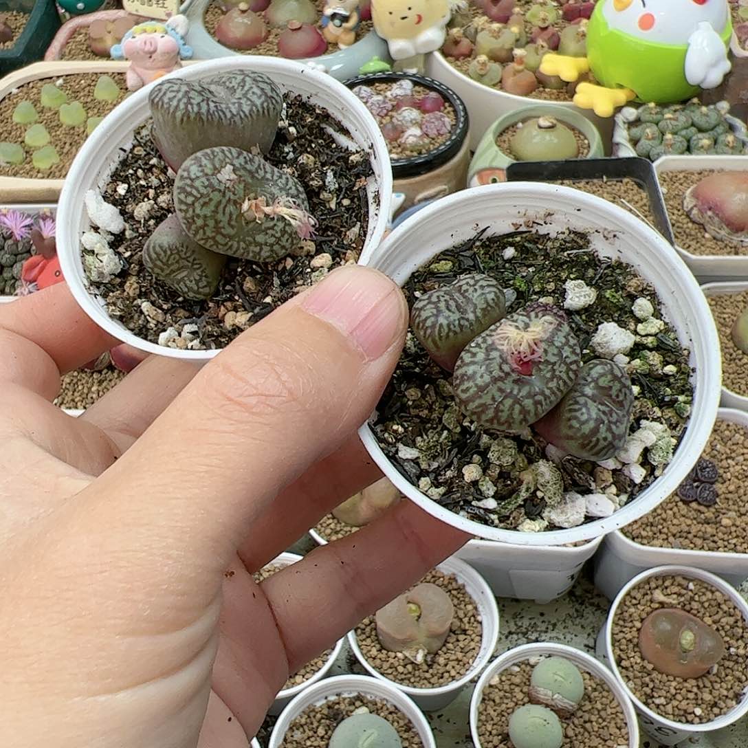 【闪购商品】110 脱土 双12福利限量