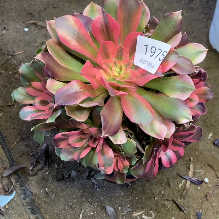 香妃多肉断头不包1975