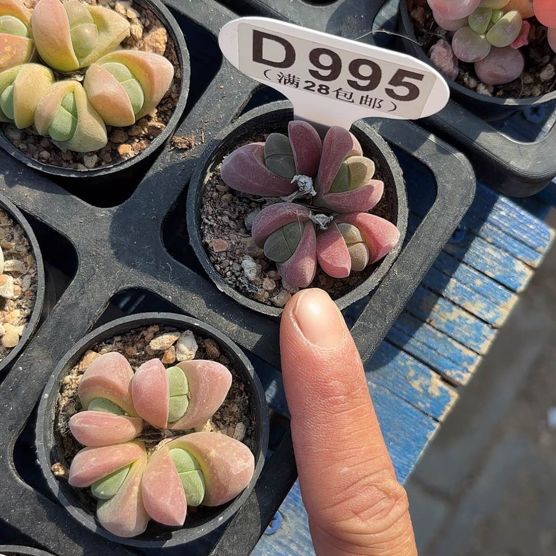 D995无比玉一物一拍