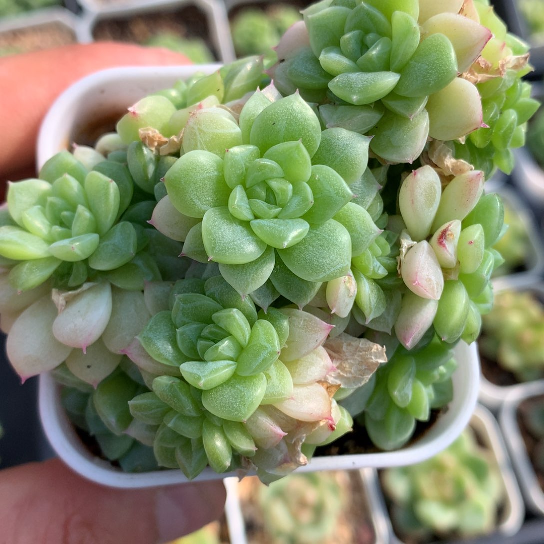 0609-335 珠光白麦秆优选