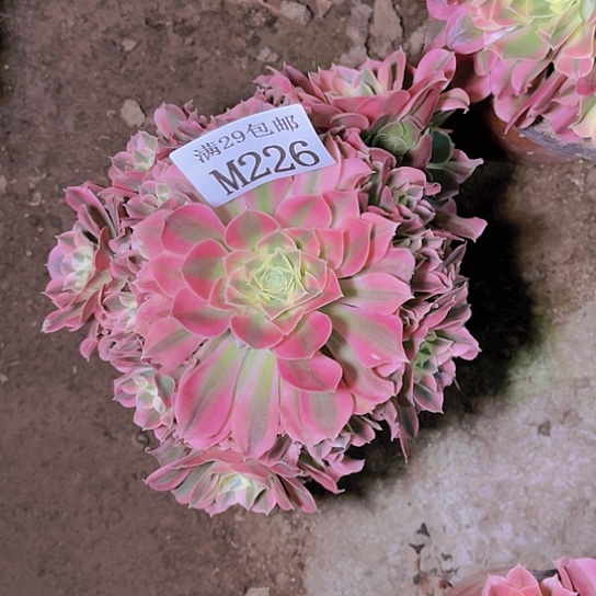 226白凤多肉植物