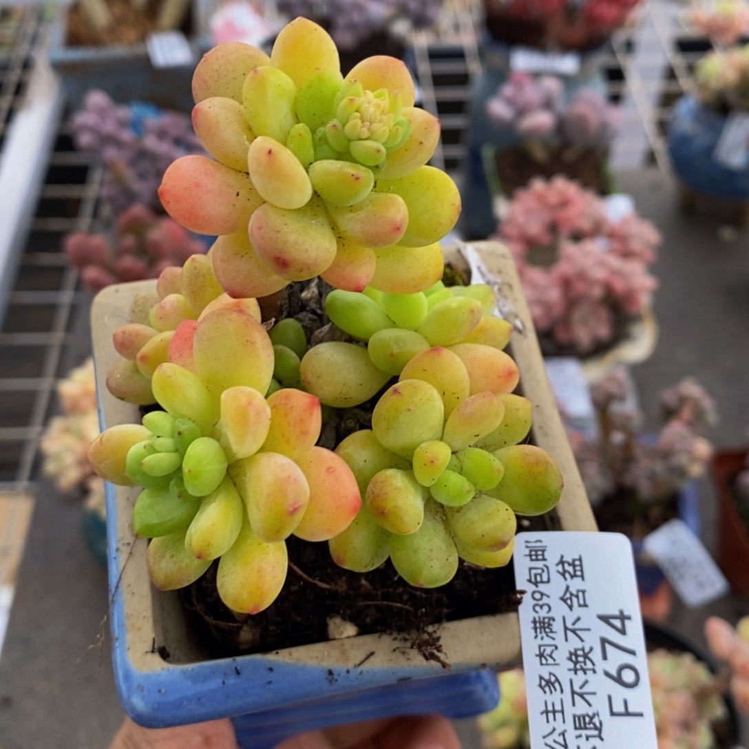 香格里拉674/6c m