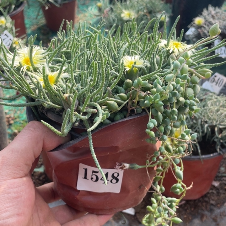 天赐多肉植物548号