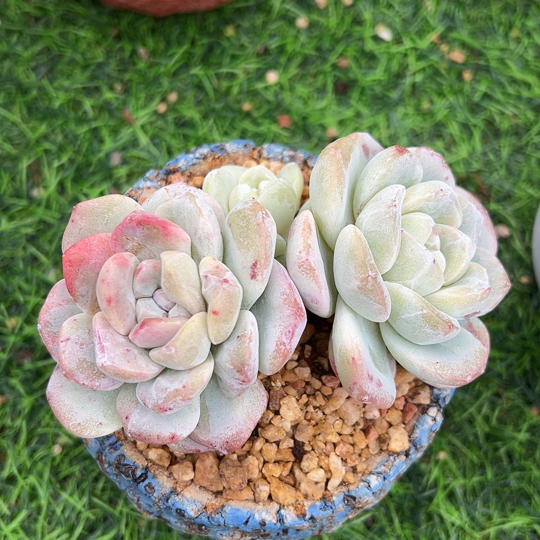 阿****德啊石榴籽星影小树福利