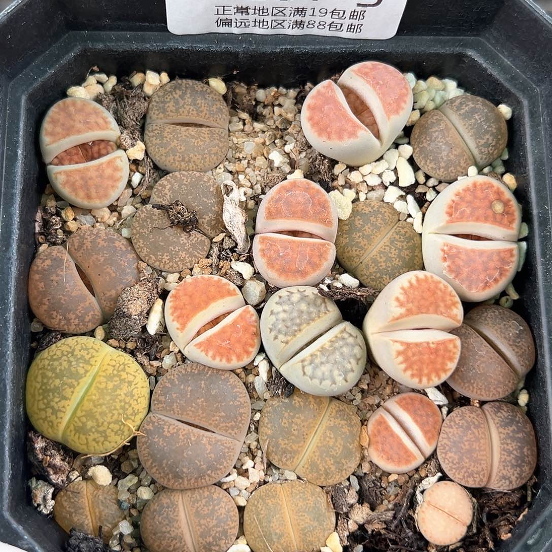 好养易活生石花大母本0157