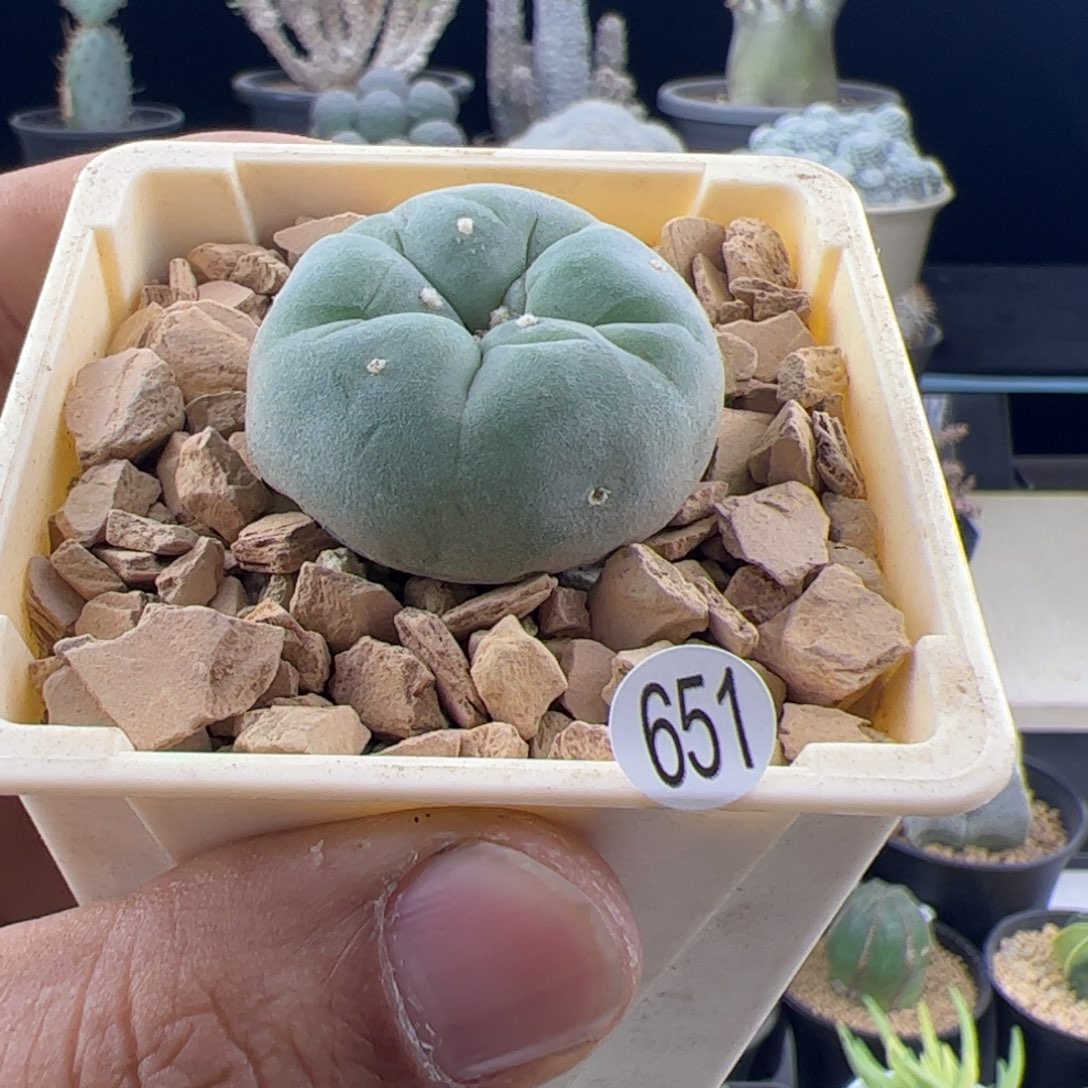 草球实生3.5一物一拍