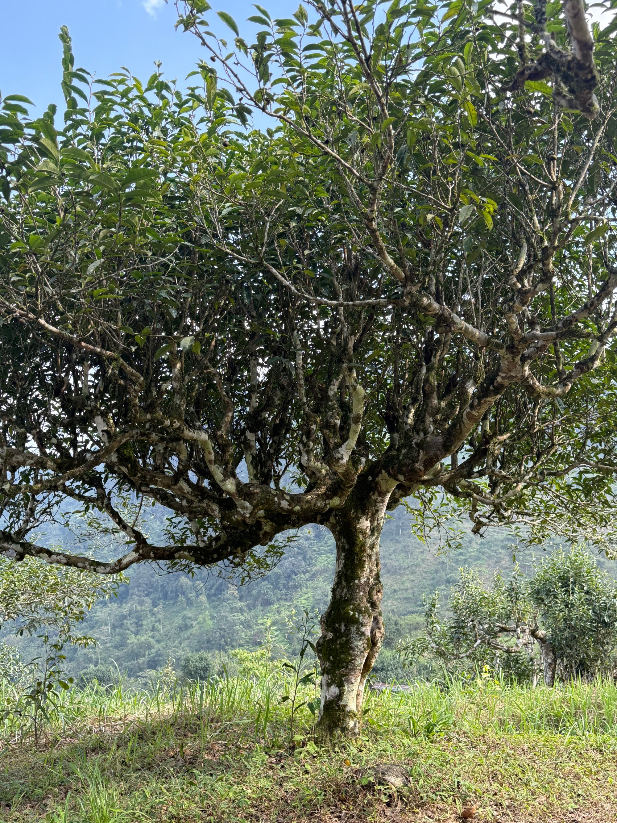 （品鉴装）麻栗坡核心茶坪山（水含香）古树春茶2025年 古树混采