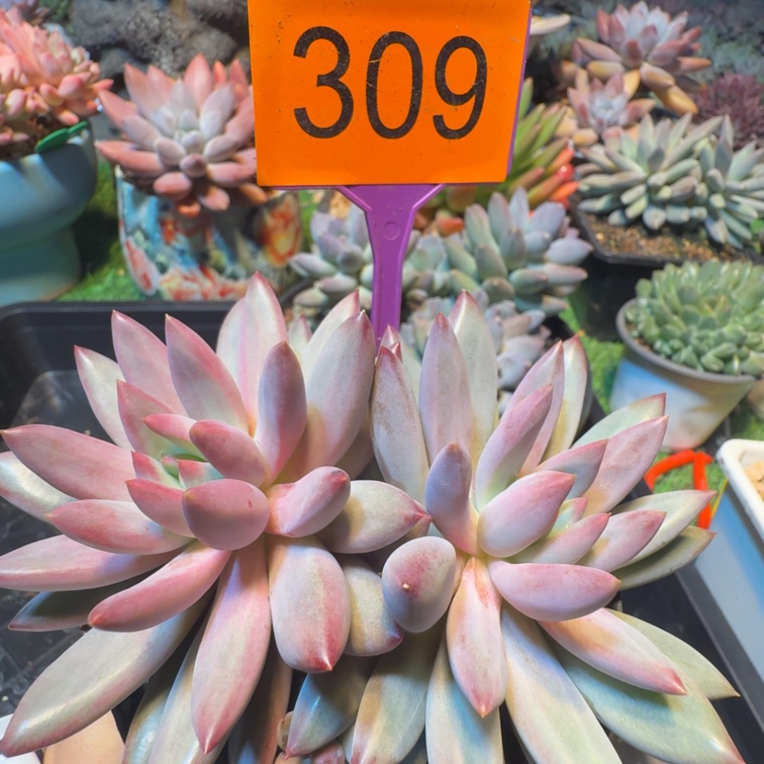 多肉植物一物一拍309