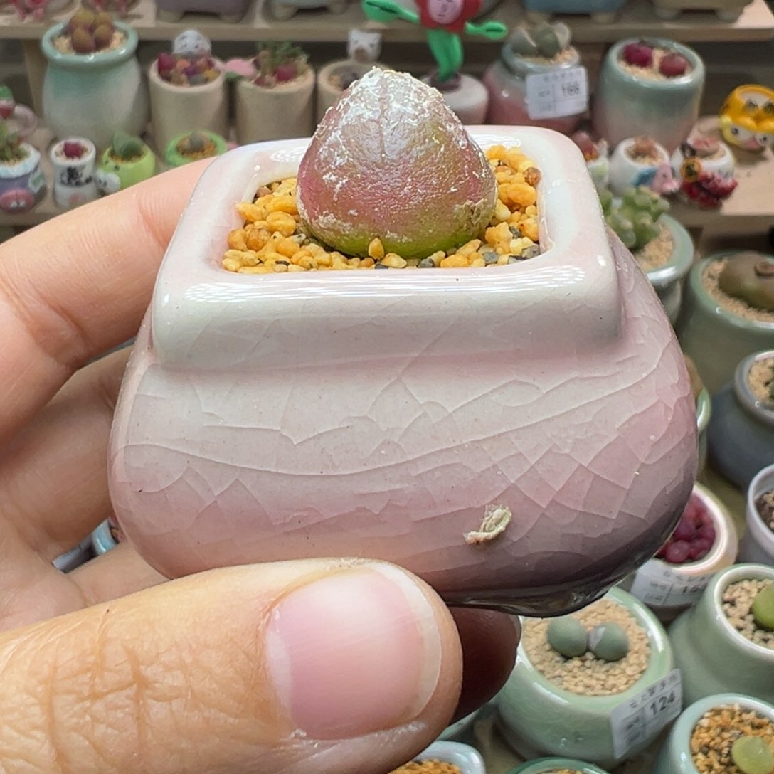 多肉植物174号灯泡