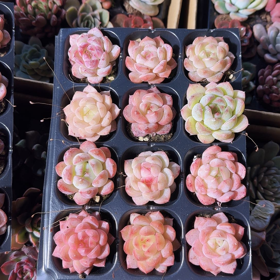 多肉植物珍妮组合