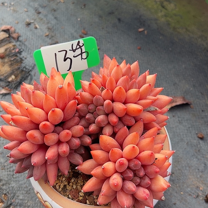 13车里带盆一个多肉