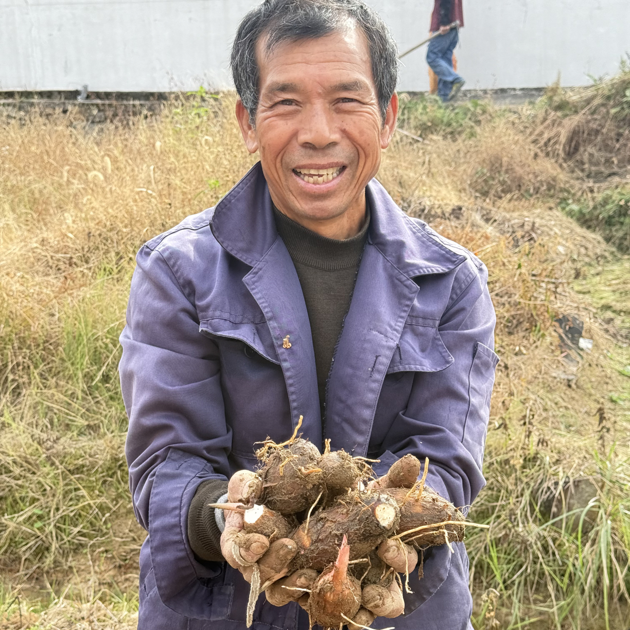 新鲜应季牛奶小芋头香甜软糯现挖蔬菜