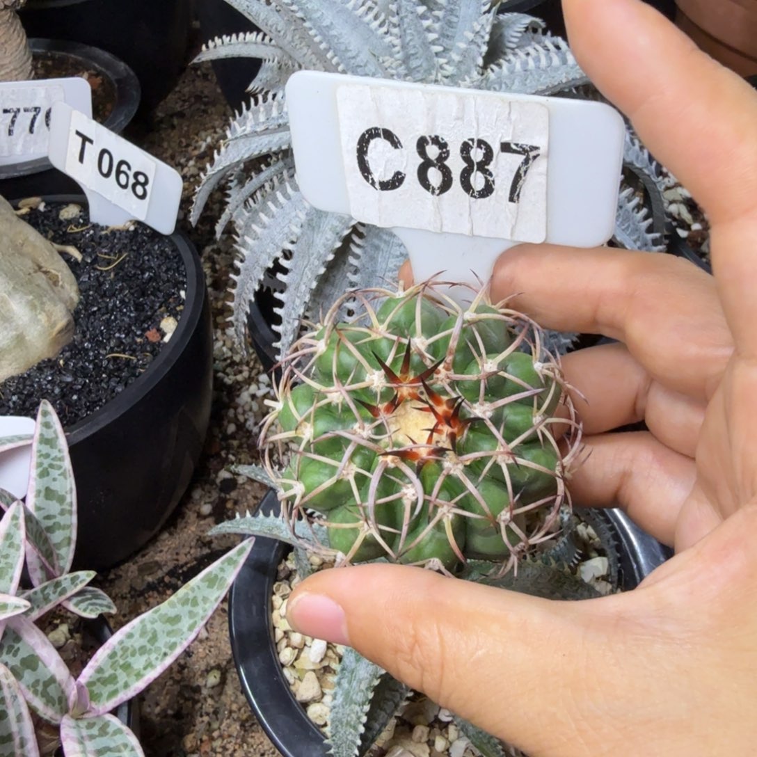 用***3福利圆盘玉一颗如图……