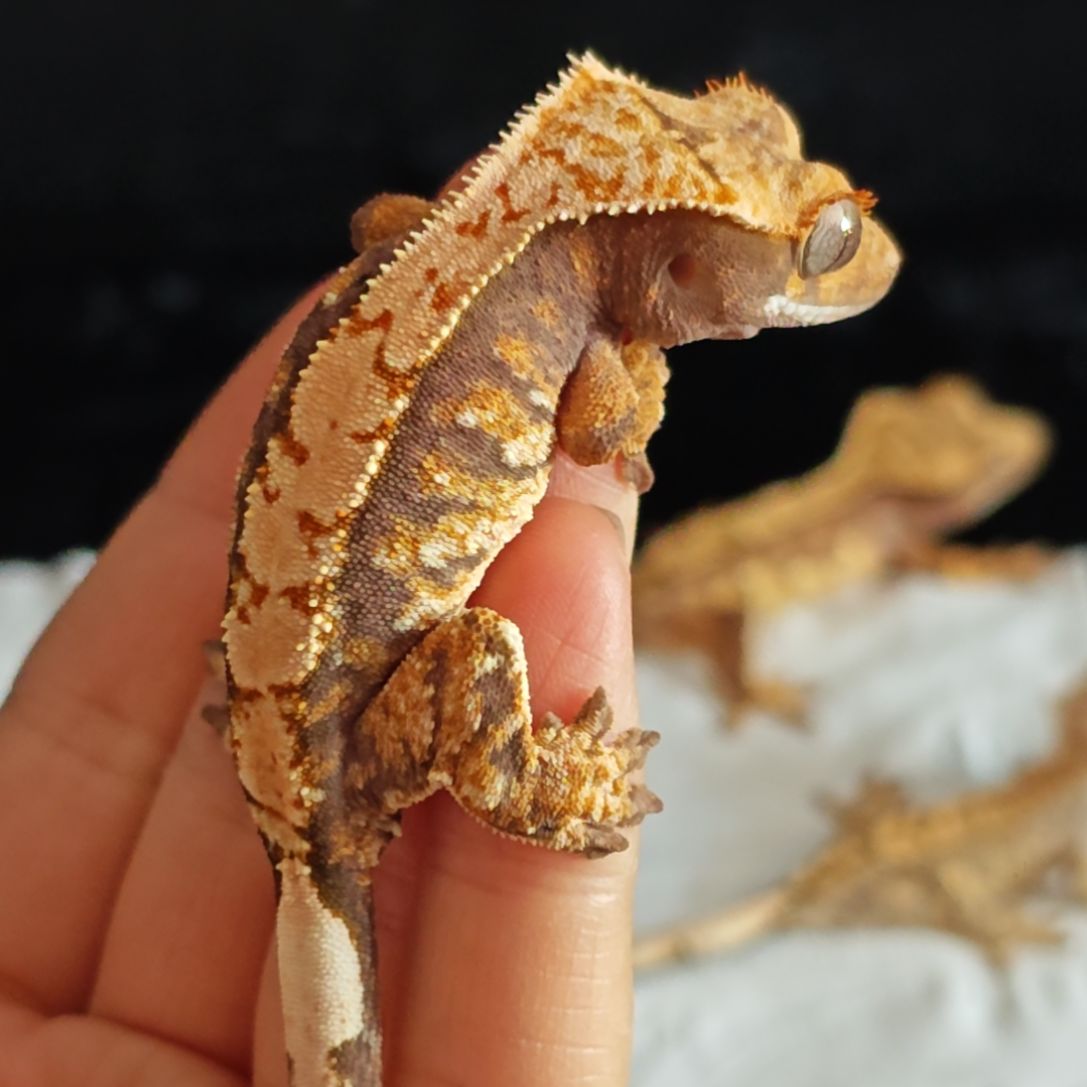 睫角守宫睫角守宫