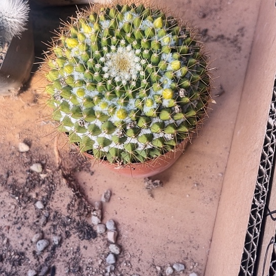 金洋丸带花苞一物一拍