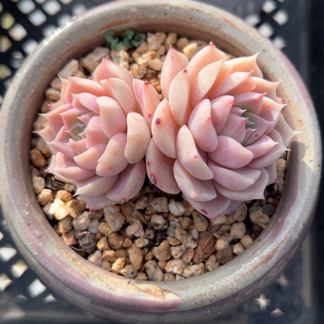 小红娜（满38包邮）多肉