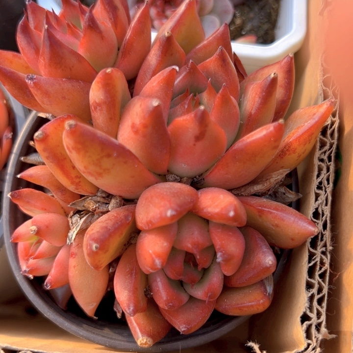 弗兰克群【一物一拍】香尔卉园艺