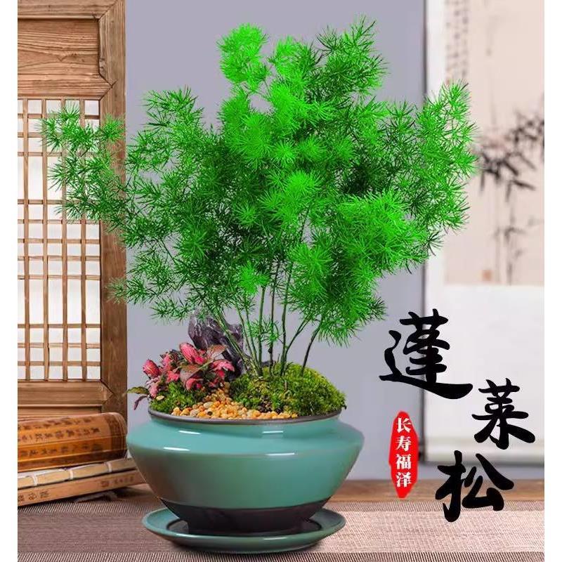 蓬莱松盆栽植物室内花卉吸甲醛四季常青生肖猴招财桌面绿植小盆景