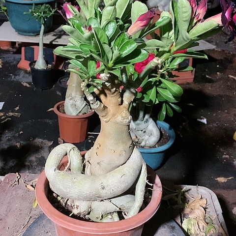 【闪购商品】无花朵蓝*