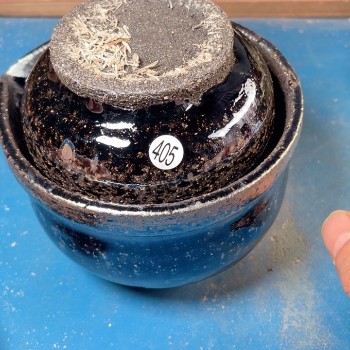 茶盏盏盏灯都是我的爱