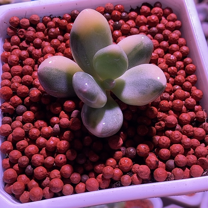 V***s文乐奶酪锦多肉植物