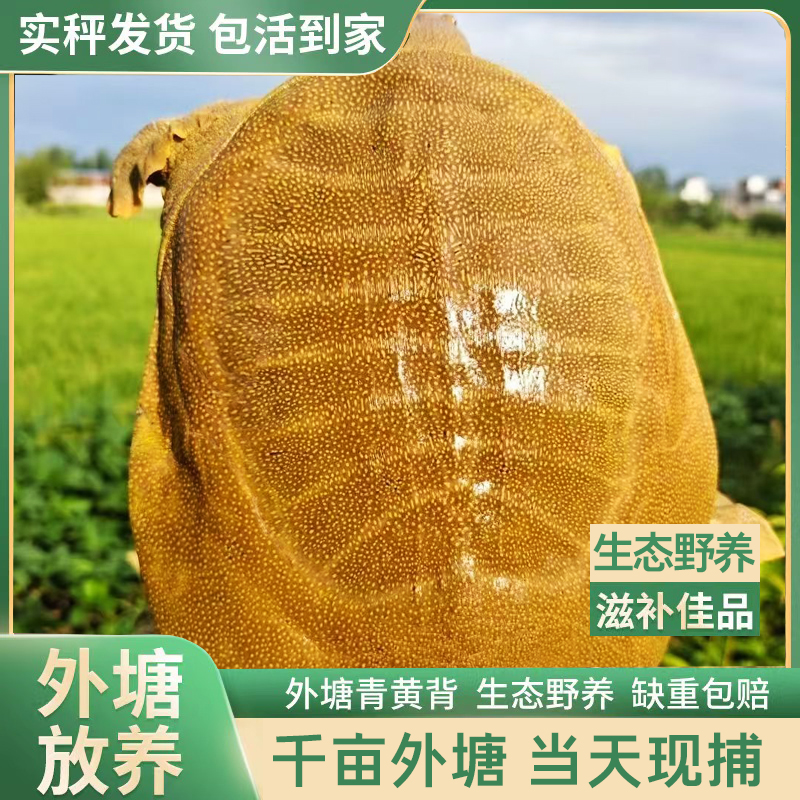 生态野养青黄老鳖鲜活甲鱼公母团鱼纯天然纯野正宗外塘散养王八