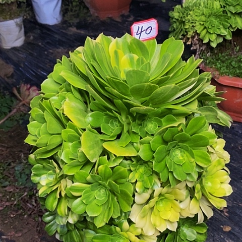 五彩琉璃莲花法师40