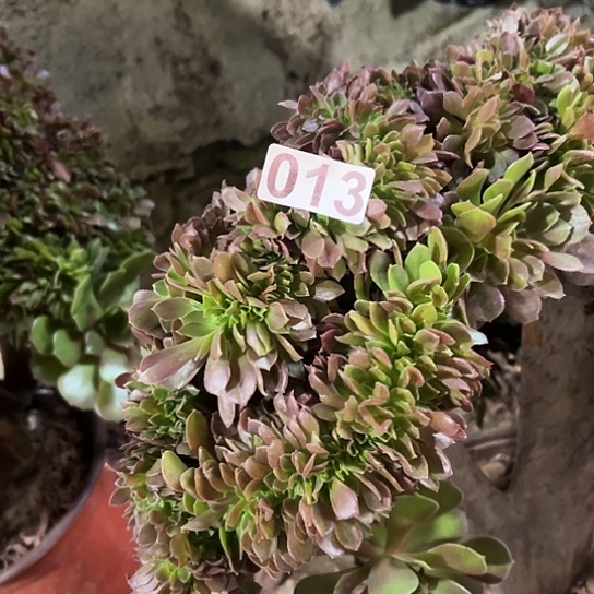 命***存多肉植物一个玫瑰013