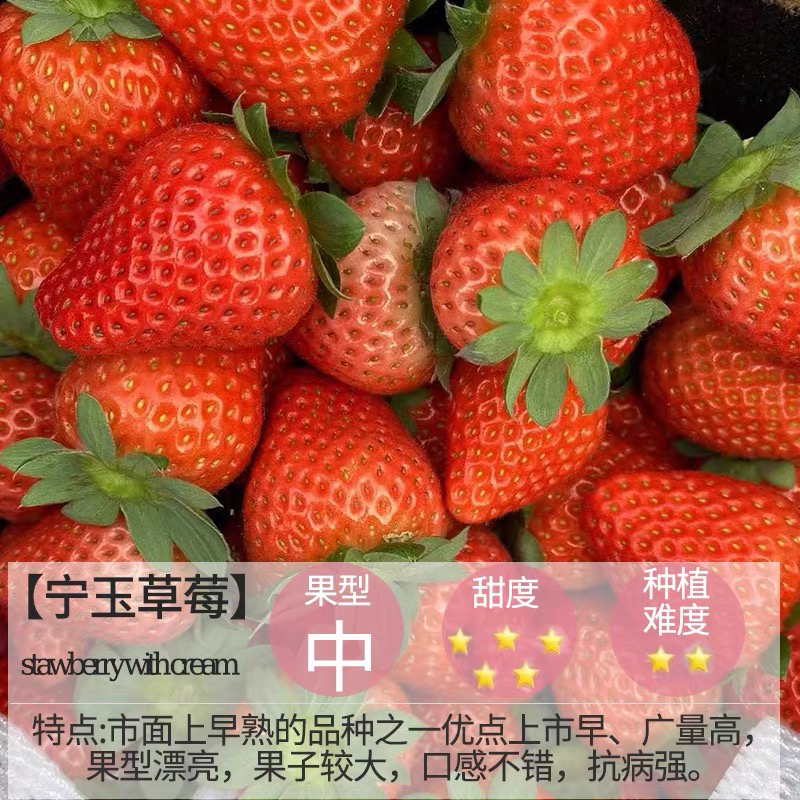 混各品种久香 奶油 隋珠 宁玉 红玉  5盆