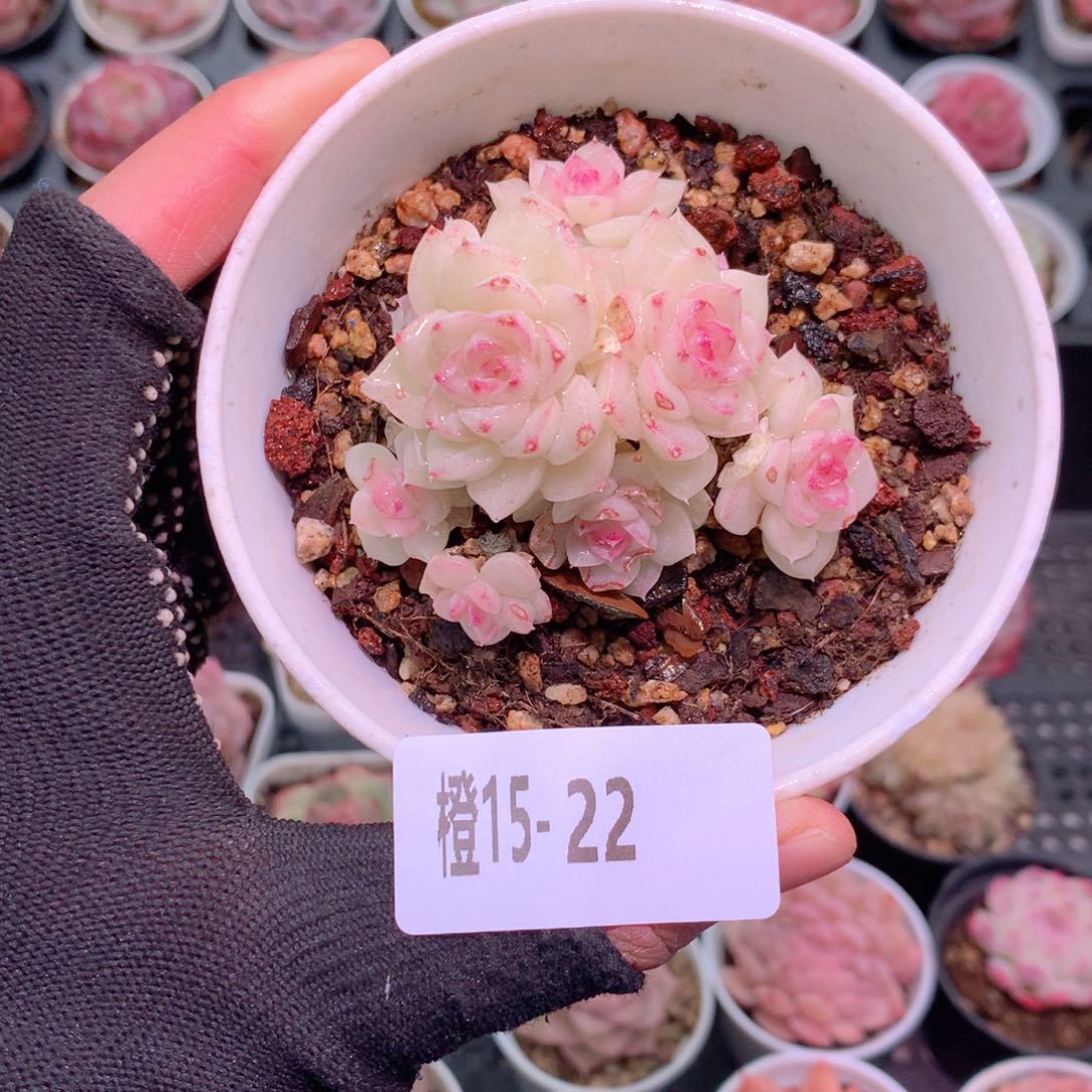 橙15-22 白天鹅瑕疵一物一拍