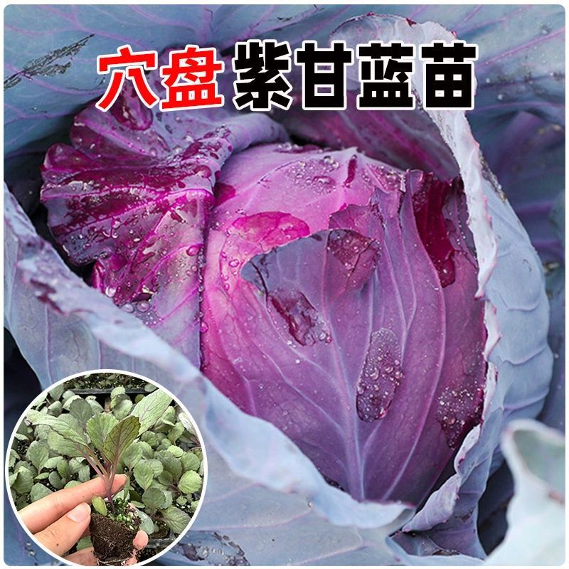 绿甘蓝苗紫甘蓝包菜秧苗卷心菜大头牛心菜秋季盆栽大田高产蔬菜苗