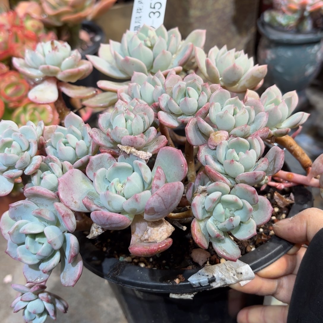 同温层多肉蜜桃格林357