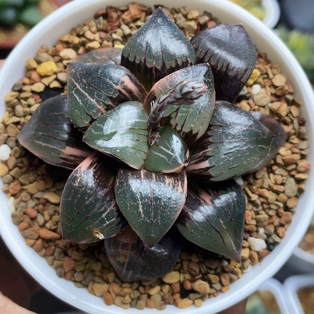 日月潭锦母本十二卷