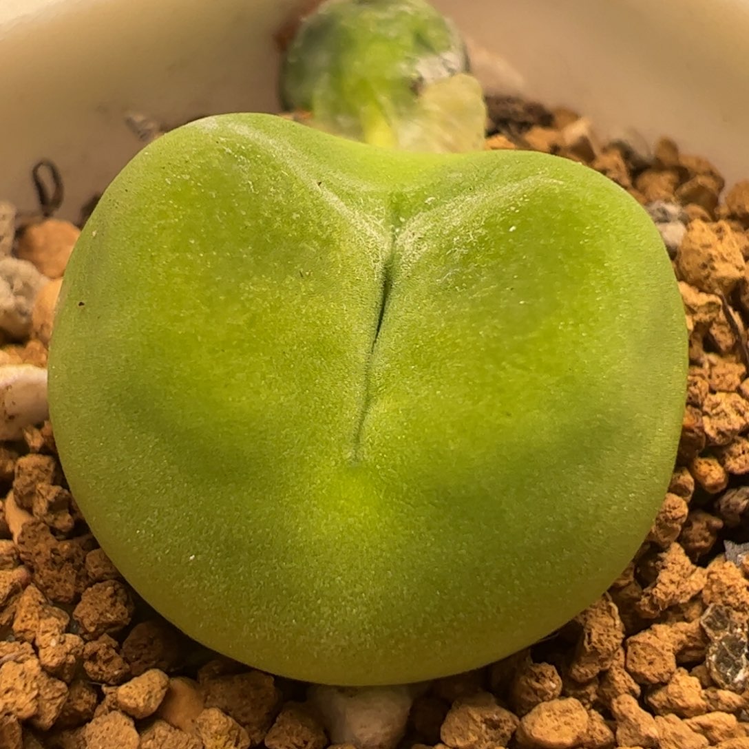 进口水蜜桃多肉植物百科