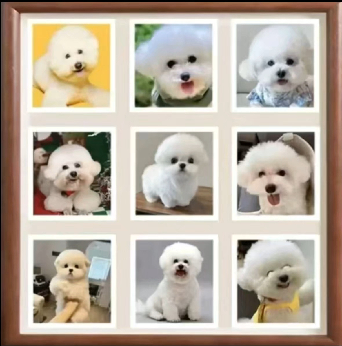 宠物相册 下单咨询客服