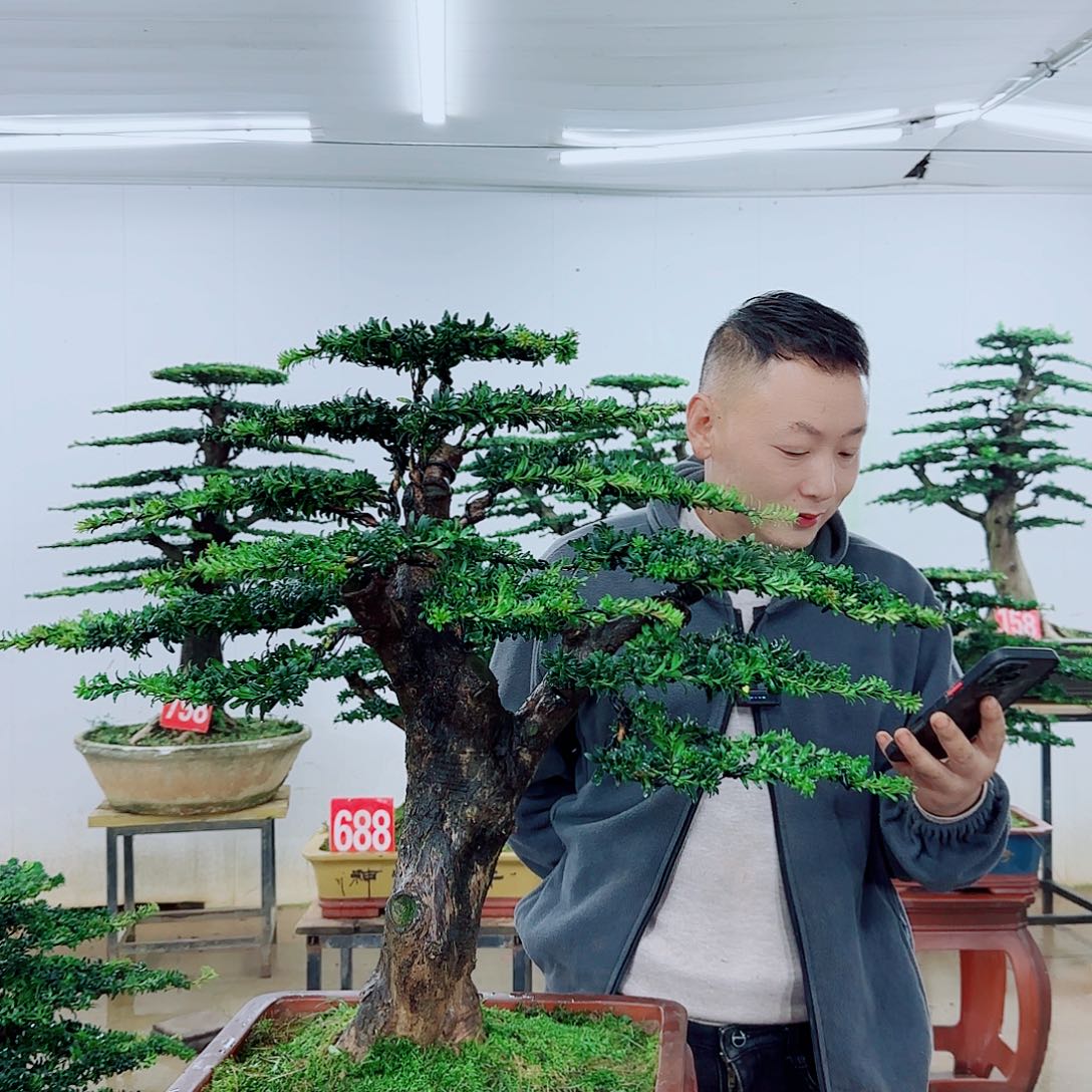 费***生无花朵盆景园林……