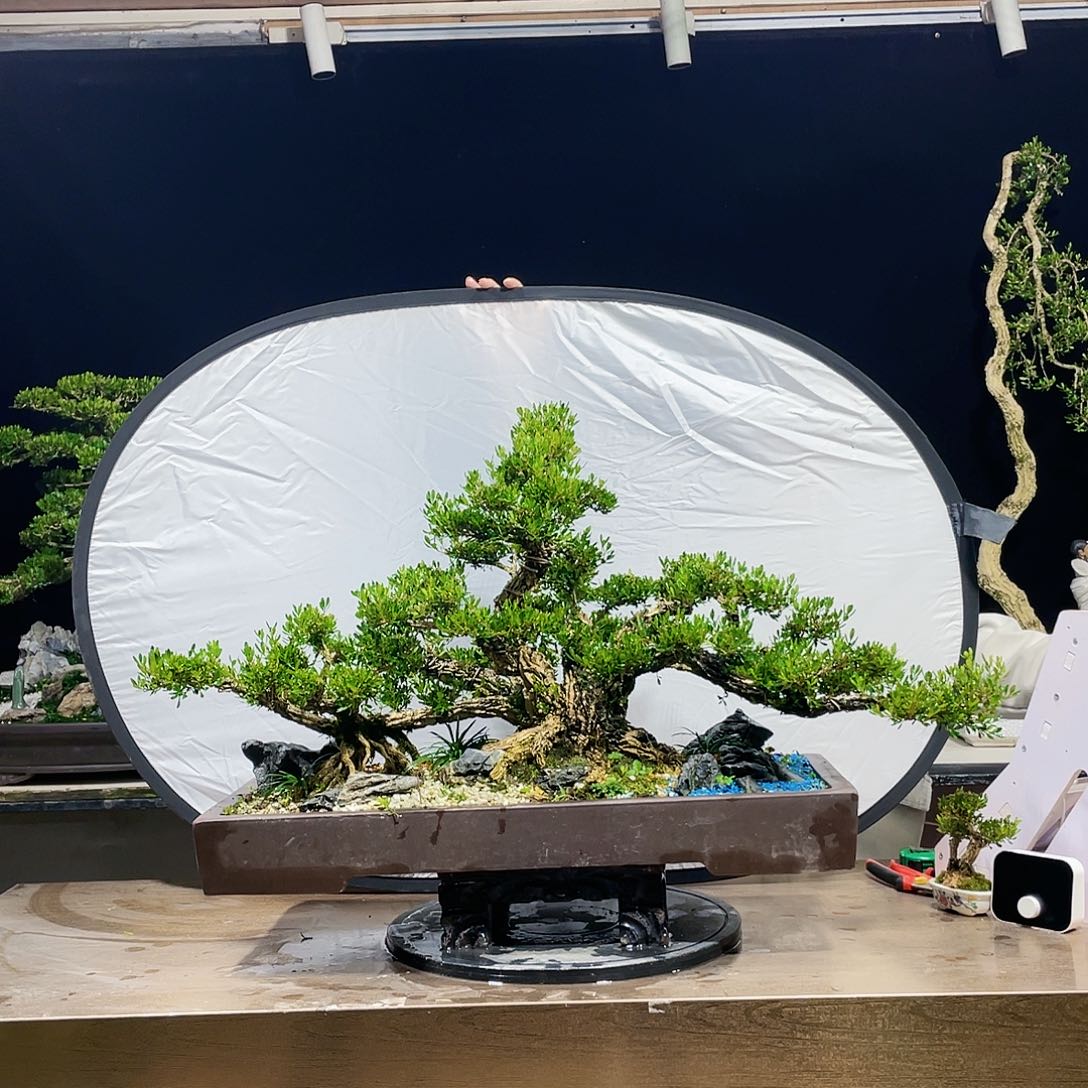 完全开放用****5黄杨盆景四季常青