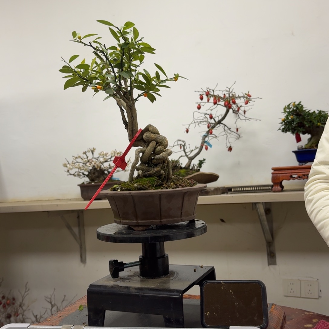 品***质无花朵857顺丰到付不包邮