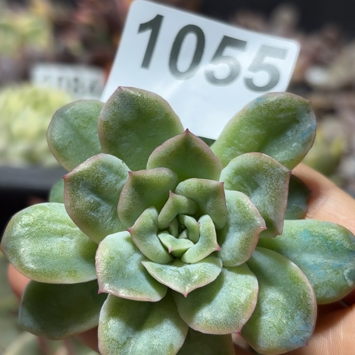 头盖多肉植物满18包邮