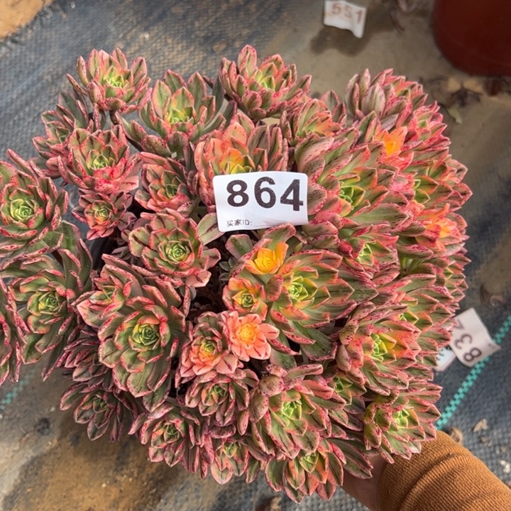 胖****@甜茶864多肉植物