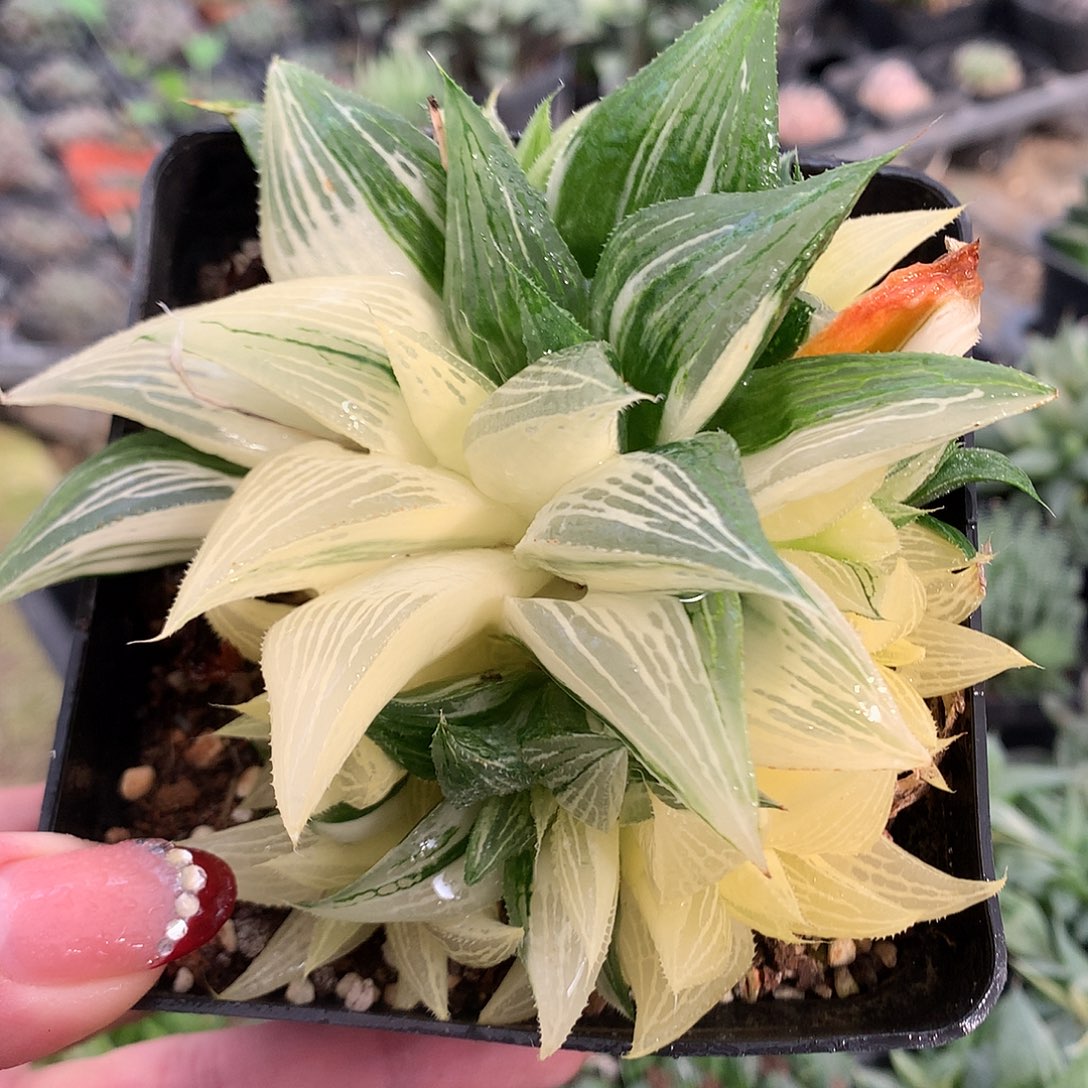 芭提雅寿锦带盆土